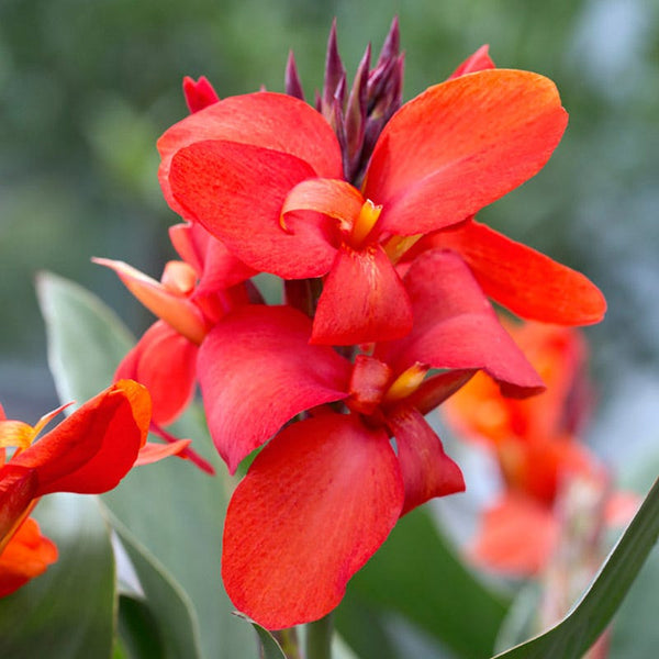 Cannova Red Shades Canna Lily