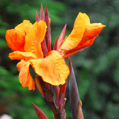 Rio Tall Canna Collection