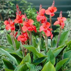 Miss Oklahoma Canna Lily