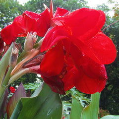 Brilliant Canna Collection