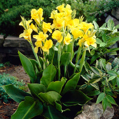 Richard Wallace Canna Lily