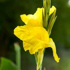 Brilliant Canna Collection