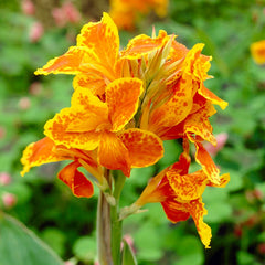 Rio Tall Canna Collection
