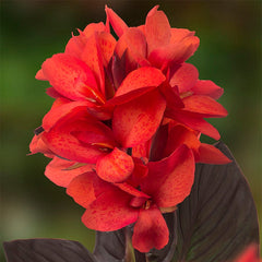 CannaSol Happy Julia Canna Lily