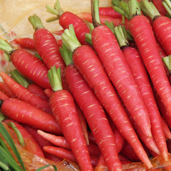 Carrot Seeds - Atomic Red