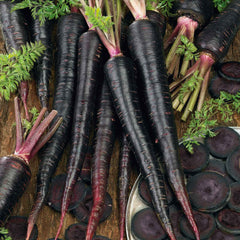 Carrot Seeds - Black Nebula