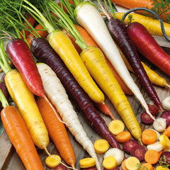 Carrot Seeds (Organic) - Rainbow Blend