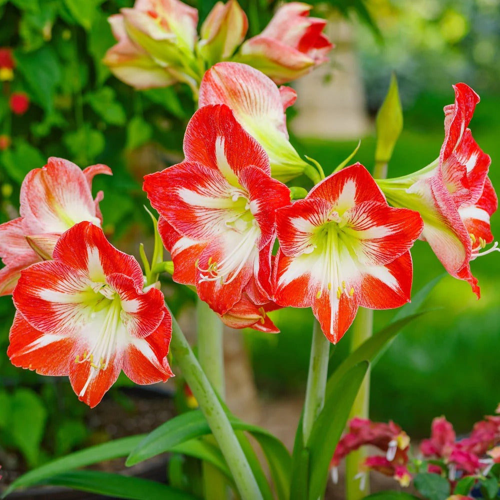 Amaryllis - Minerva  - Large Stargazer Red Amaryllis with White Stripes  Bulb Size 26-28cm Christmas Gifts