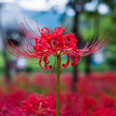 Red Lycoris Radiata Spider Lilies Bulbs Hurricane Lily Cluster Amayllis Growing Bonsai Roots Rhizomes Corms Tubers Potted Planting Reblooming Fragrant Garden Species Blooms Flower Seeds Plant Gardening