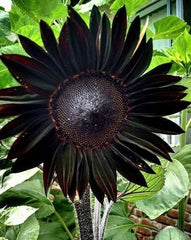 Obsidian Sunflower Seeds