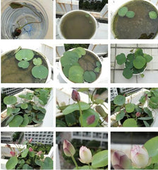 15 Pcs Mixed Bonsai Bowl Lotus Seeds - Vibrant Water Lilys Flower Plant for Fresh Gardens - Non-GMO Aquatic Seeds (Mixed Color)