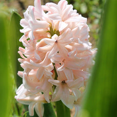 China Pink Hyacinth