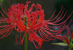 Lycoris Radiata Red Spider Lily Bulbs Hurricane Cluster Amayllis Growing Bonsai Roots Rhizomes Corms Tubers Potted Planting Reblooming Fragrant Garden Species Blooms Flower Seeds Plant Gardening