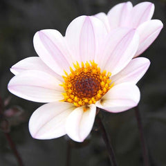 Berry Chiffon Dahlia Collection
