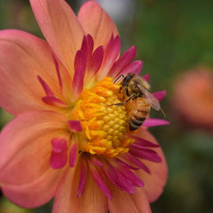 Resonant Dahlia Collection