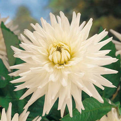 Berry Chiffon Dahlia Collection