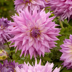 Berry Chiffon Dahlia Collection