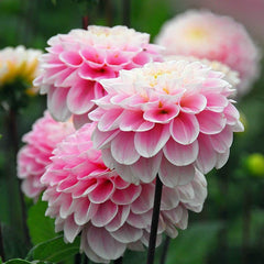 Tranquil Trio Dahlia Collection