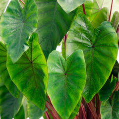 Royal Hawaiian Hawaiian Punch Elephant Ear