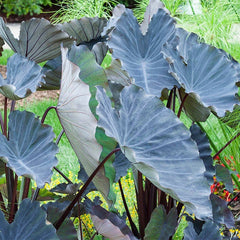 Black Magic Elephant Ear