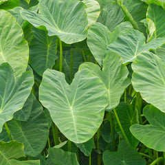 Elephant Ear