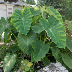 Elephant Ear