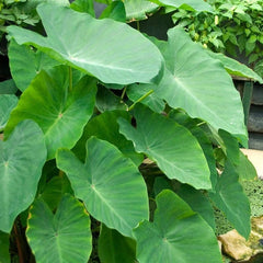 Tropicalismo Shade Bulb Collection