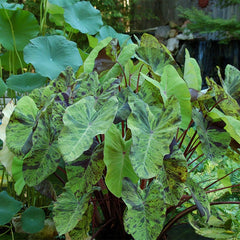 Mojito Elephant Ear