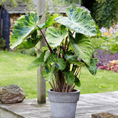 Touch of Drama Elephant Ear Collection