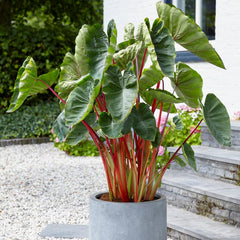 Royal Hawaiian Hawaiian Punch Elephant Ear