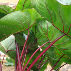 Royal Hawaiian Hawaiian Punch Elephant Ear