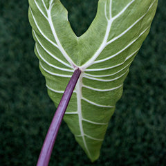 Royal Hawaiian White Lava Elephant Ear