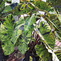 Mojito Elephant Ear