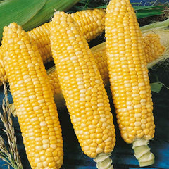 Corn Seeds - Ambrosia