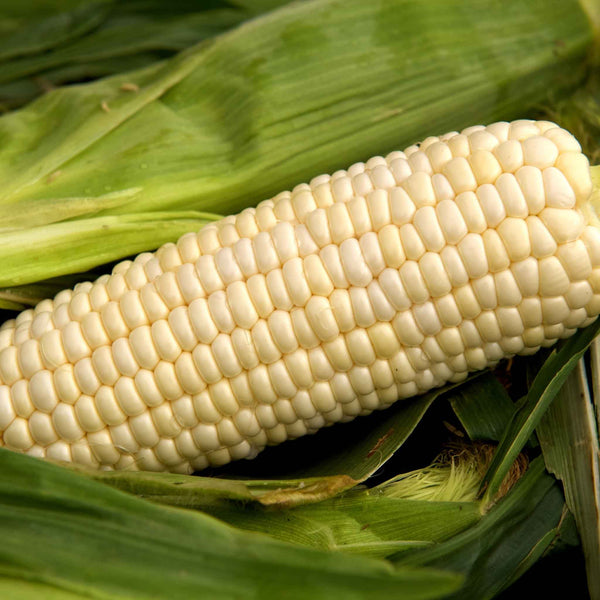 Corn Seeds - Argent