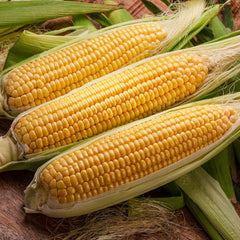 Corn Seeds - Bodacious