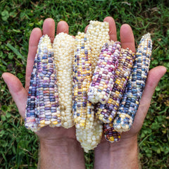 Corn Seeds - Glass Gem