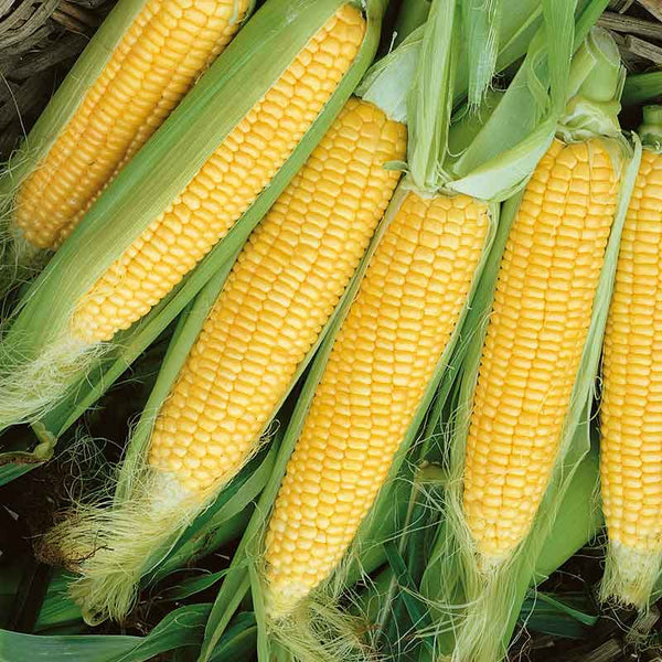 Corn Seeds - Golden Beauty