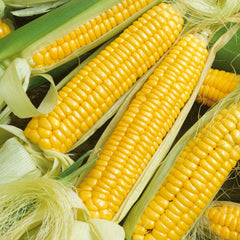 Corn Seeds - Golden X Bantam