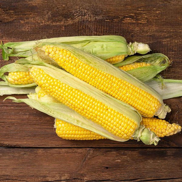 Corn Seeds - Jubilee