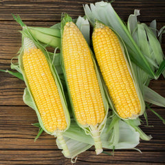 Corn Seeds - NK 199