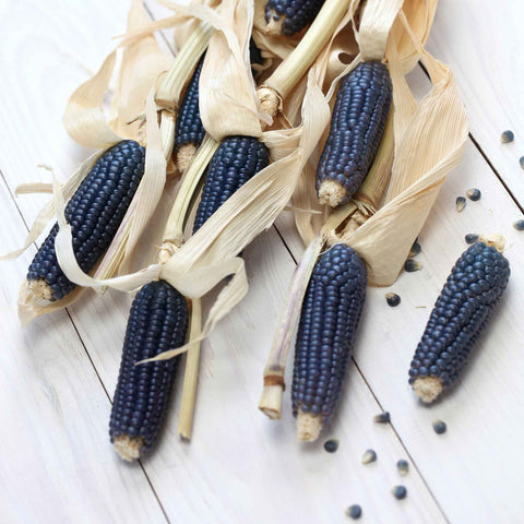 Corn Seeds (Organic) - Blue Hopi