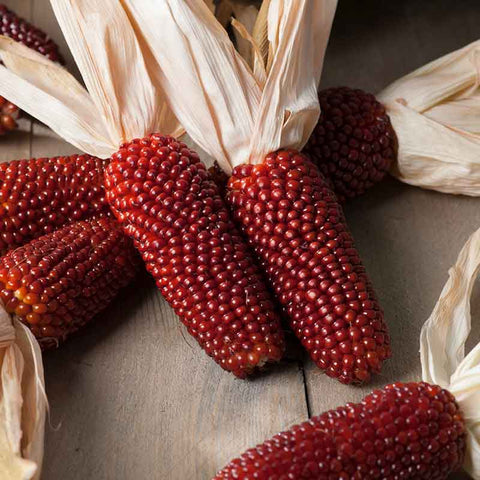 Corn Seeds (Organic) - Strawberry Popcorn
