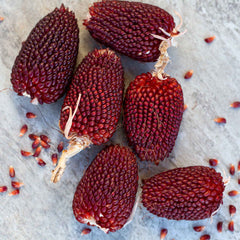 Corn Seeds (Organic) - Strawberry Popcorn