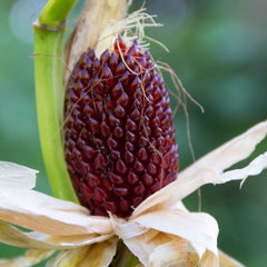Corn Seeds (Organic) - Strawberry Popcorn