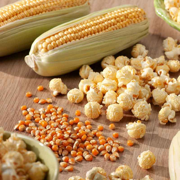 Corn Seeds - Grow Your Own Popcorn