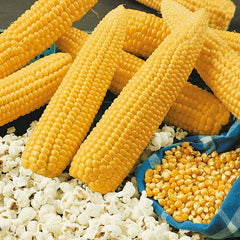 Corn Seeds - Grow Your Own Popcorn