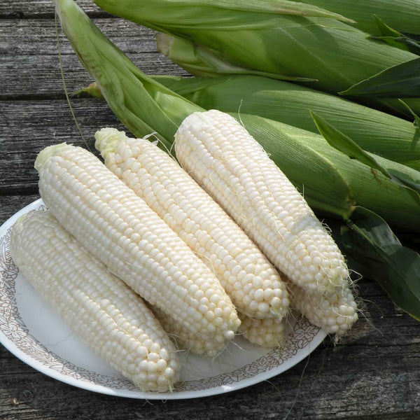Corn Seeds - Silver Queen