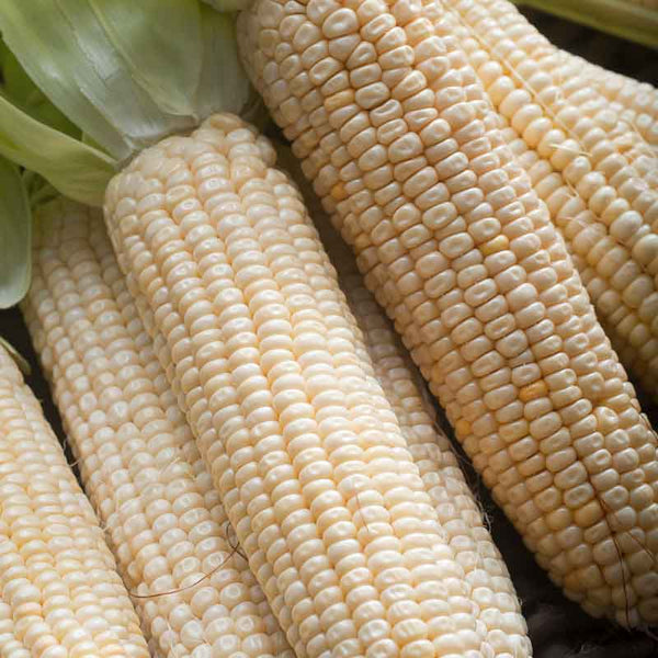 Corn Seeds - Stowells Evergreen
