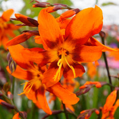 Emily Mckenzie Crocosmia